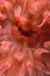 Dahlia anemone.
Menai Straits, N. Wales.
F90X, 60mm by Mark Thomas 